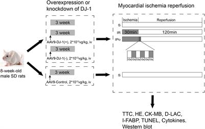 Ischemic Postconditioning-Mediated DJ-1 Activation Mitigate Intestinal Mucosa Injury Induced by Myocardial Ischemia Reperfusion in Rats Through Keap1/Nrf2 Pathway